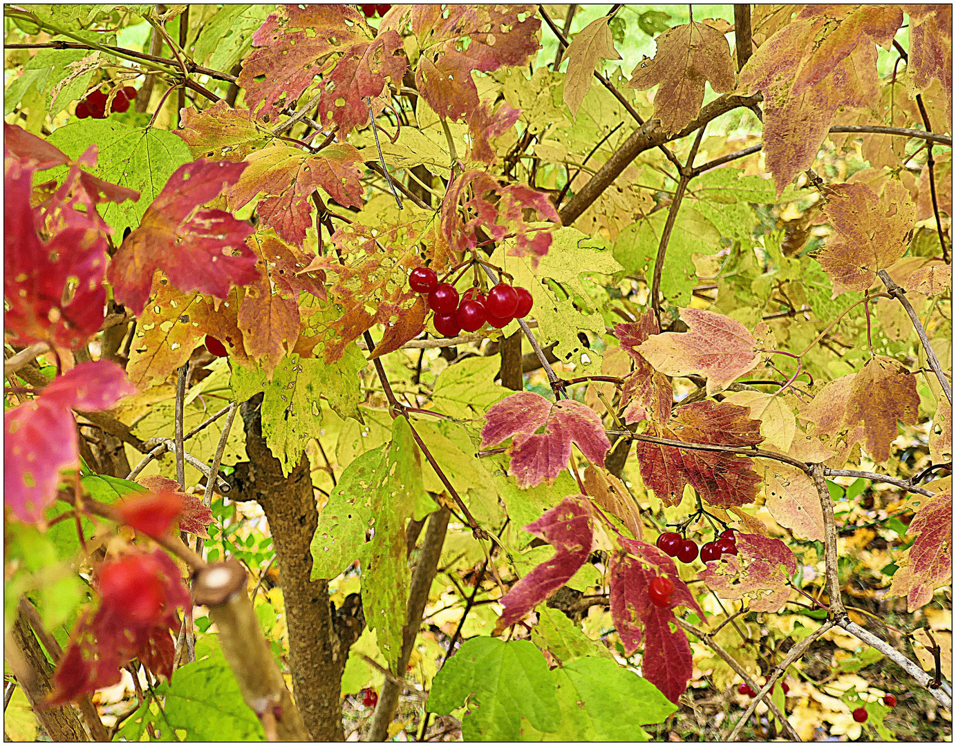 Sonne für rote Beeren