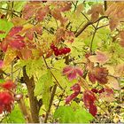 Sonne für rote Beeren