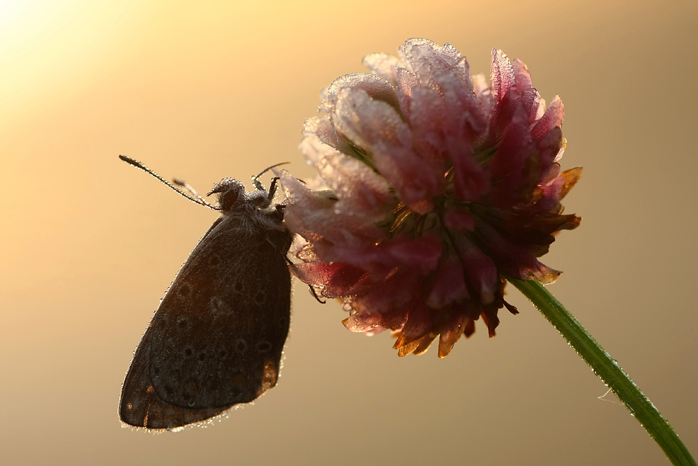 Sonne geht auf........ :O)