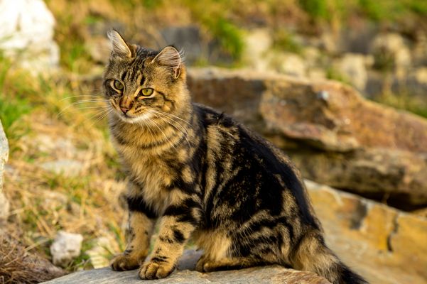 Katzen, Katzenbilder, Katzenfotos