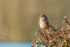 Sonne genießen