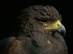 Sonne genießen - Wüstenbussard 1