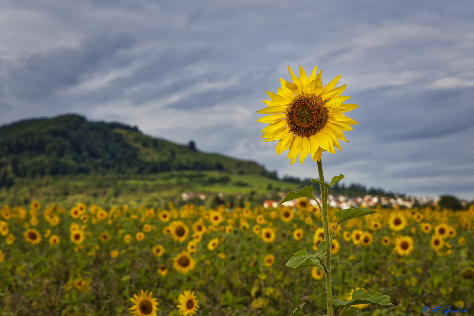 Sonne gesucht