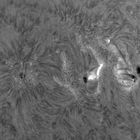 Sonne h-alpha aktive Region 11466 und 11468