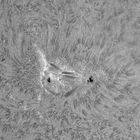 Sonne h-alpha aktive Region 11469