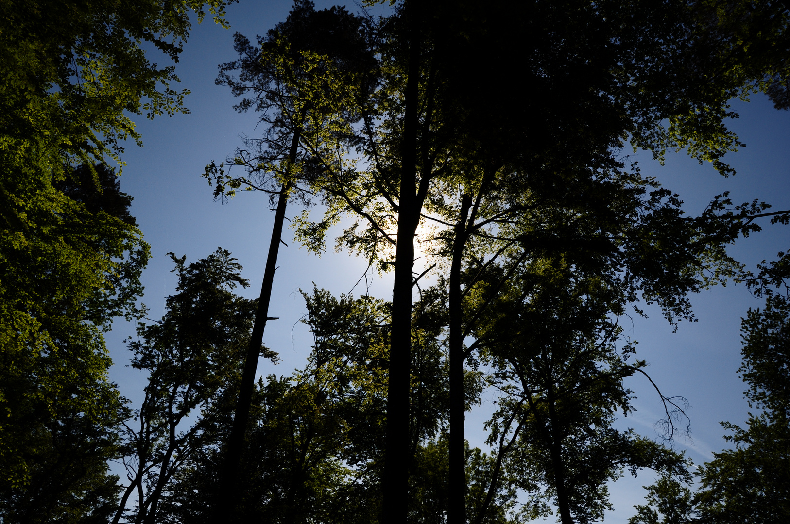 Sonne hinter Bäumen