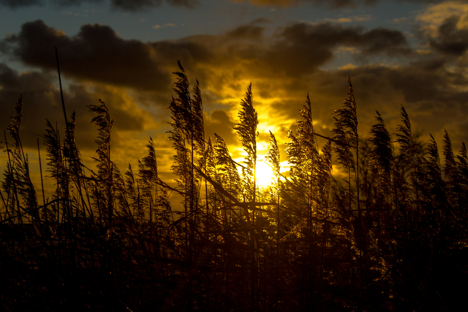 Sonne hinter dem Schilf