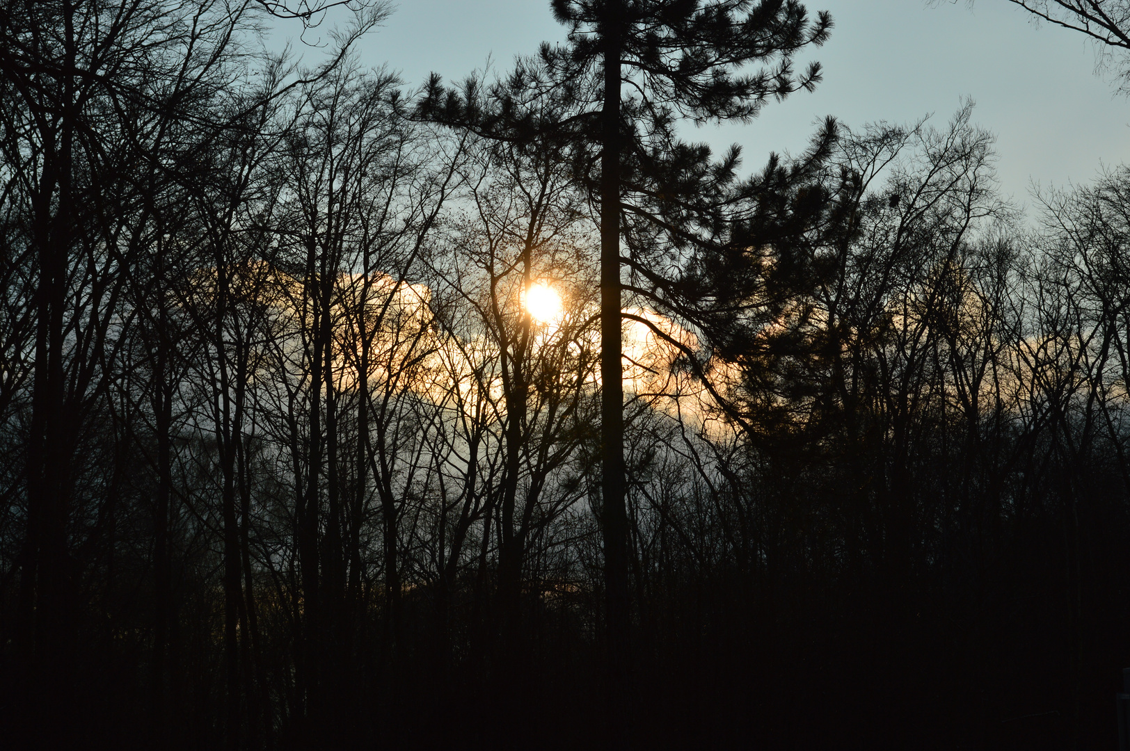 Sonne hinter den Bäumen