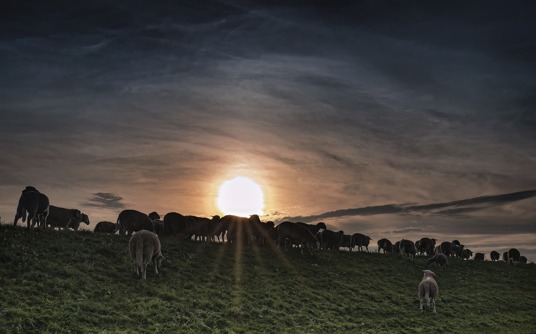 Sonne hinter den Schafen am Elbdeich