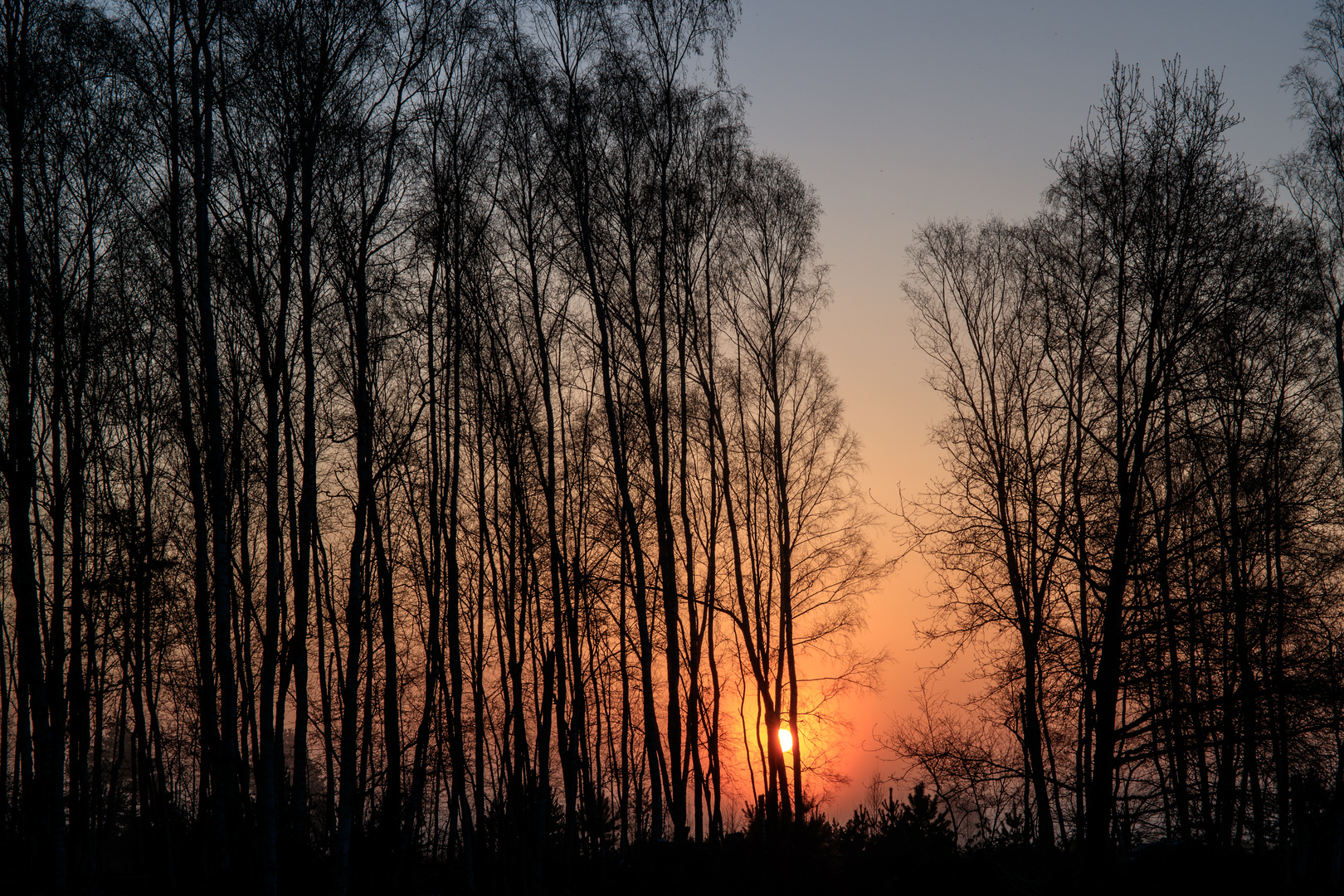 Sonne hinterm Baum