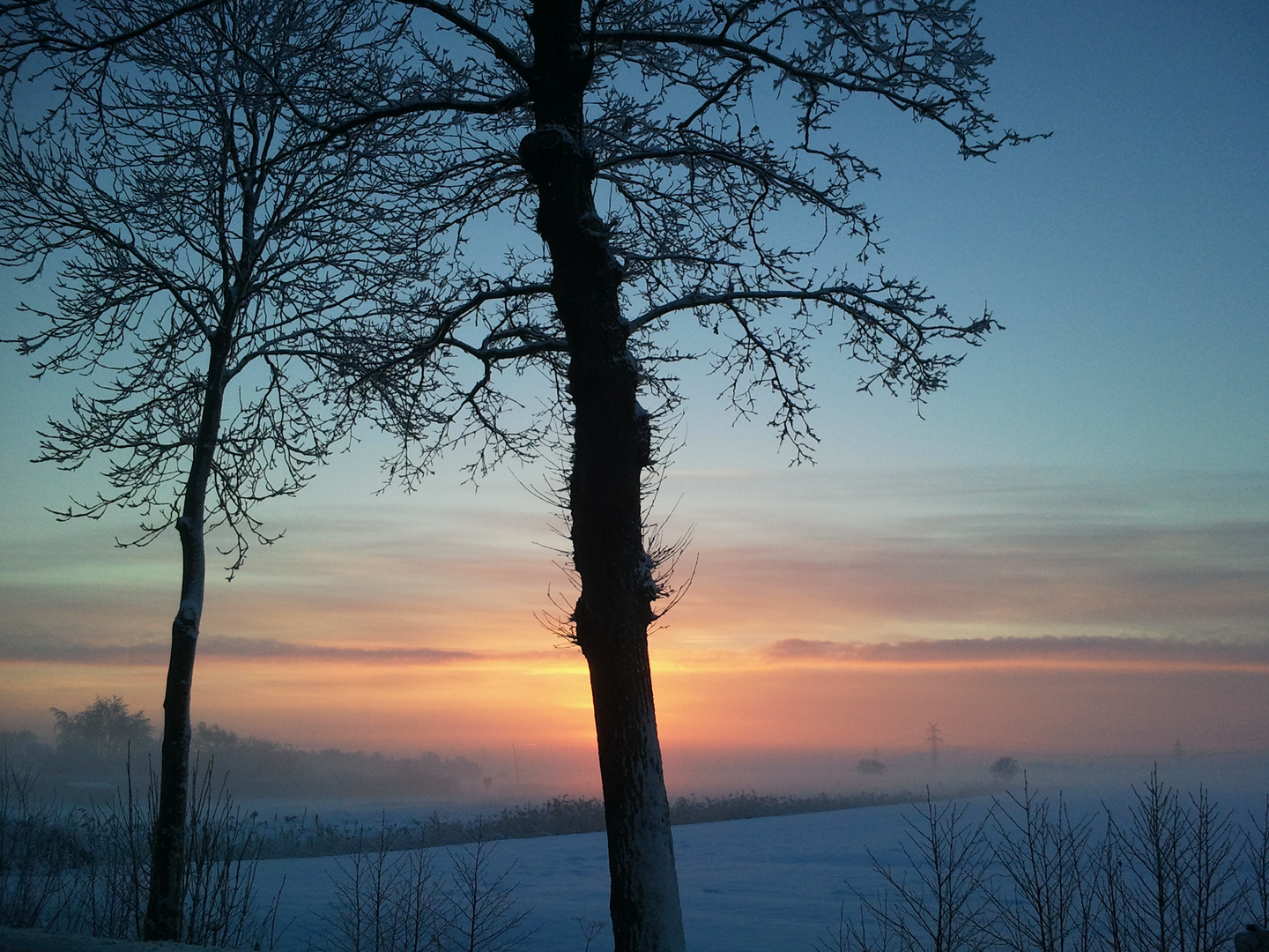 Sonne hinterm Baum