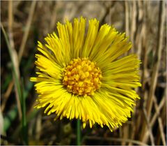 Sonne im alten Gras