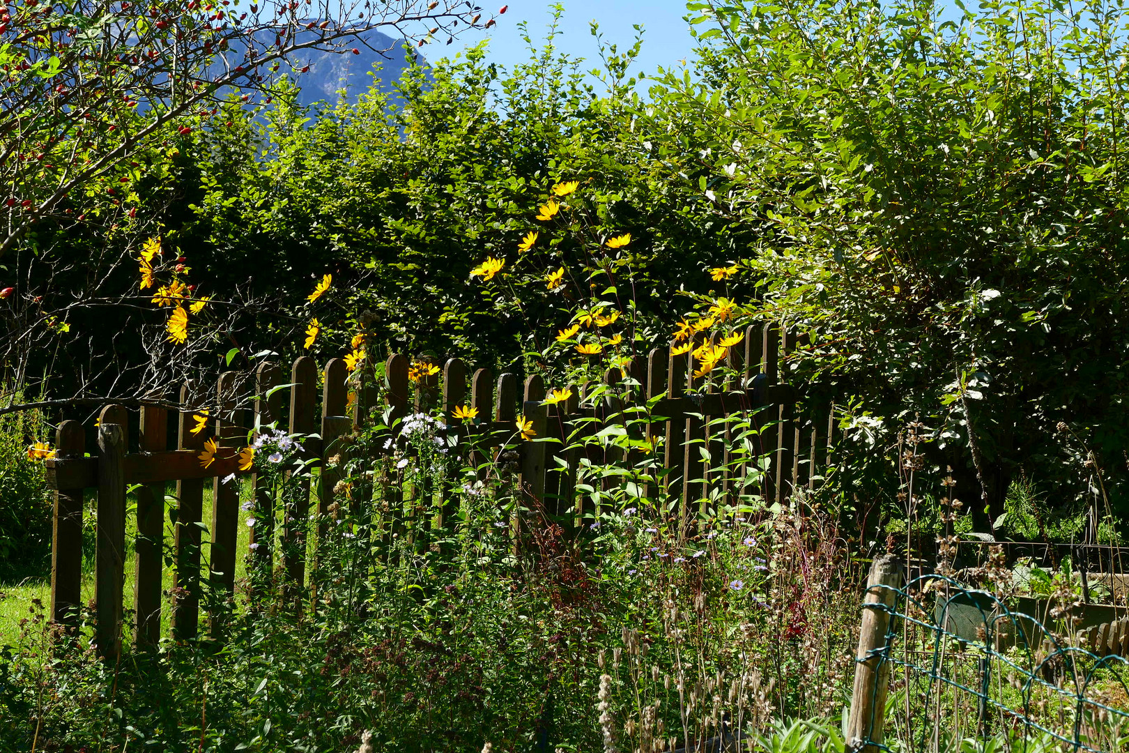 Sonne im Bauerngarten