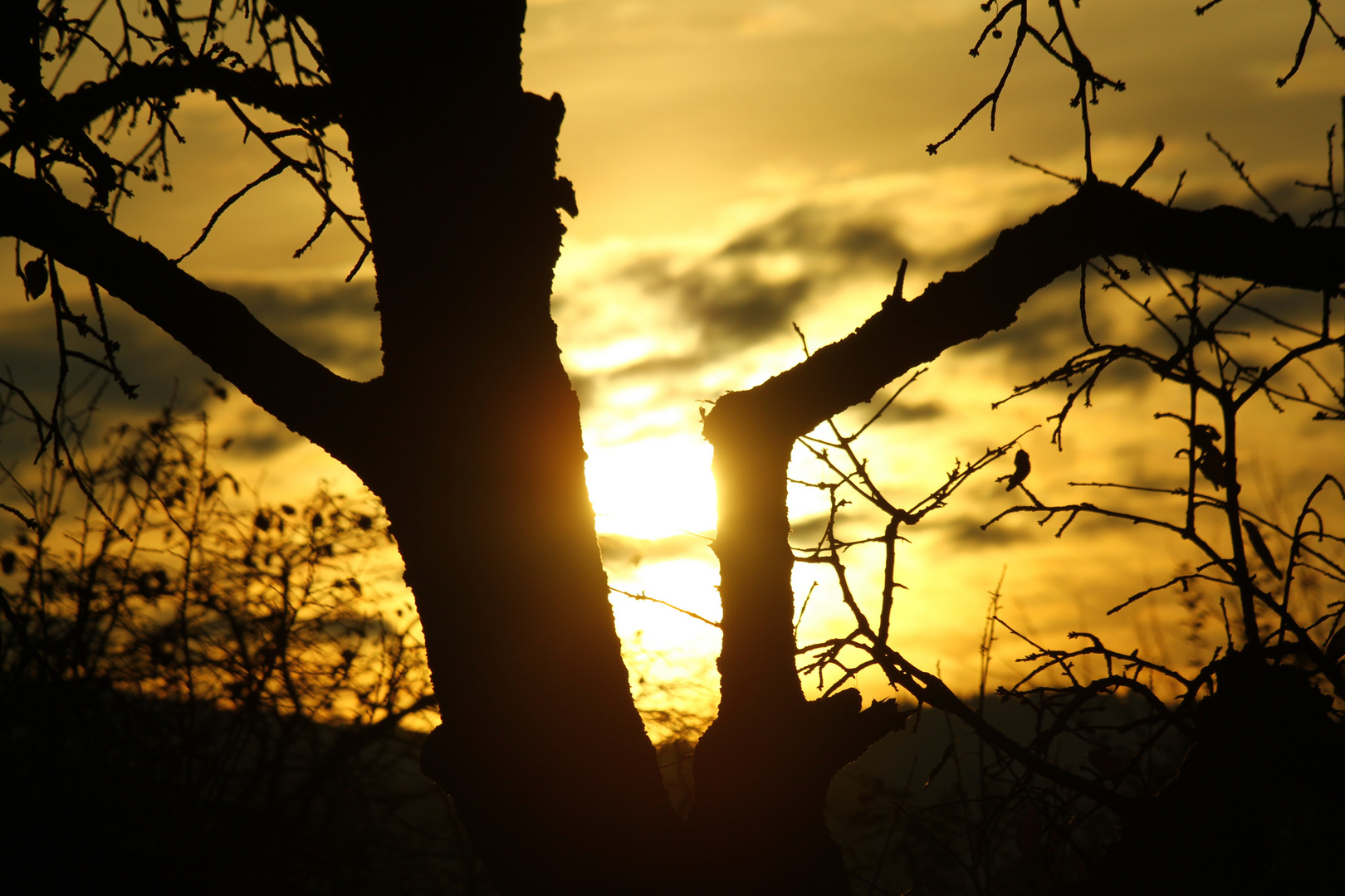 Sonne im Baum