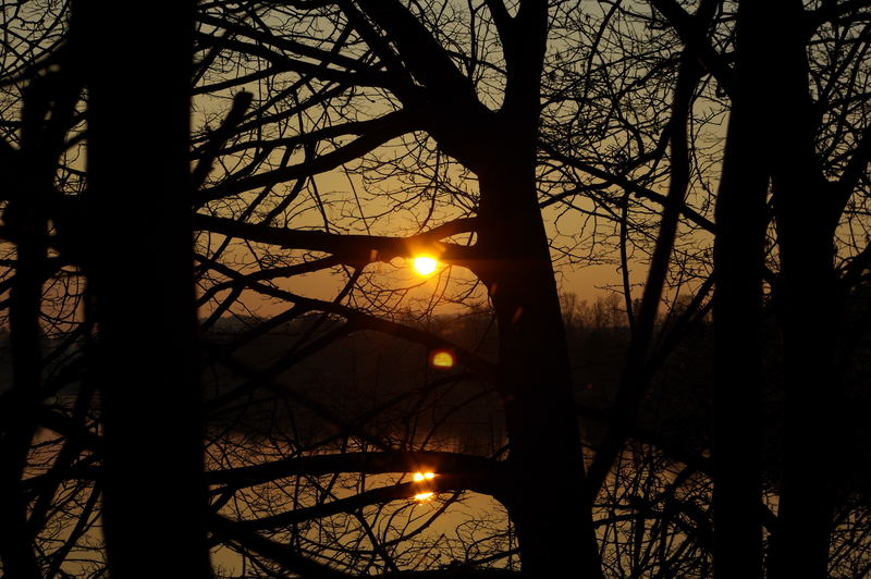 Sonne im Baum