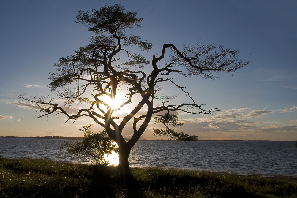 Sonne im Baum