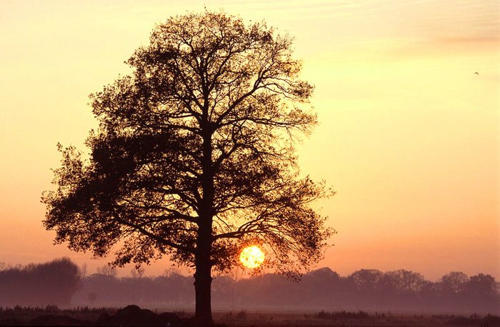 Sonne im Baum