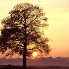 Sonne im Baum