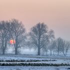 Sonne im Baum