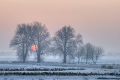 Sonne im Baum