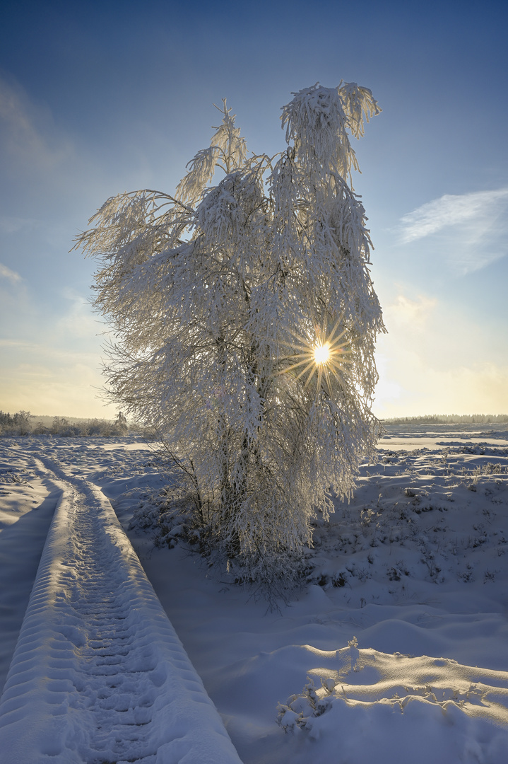 Sonne im Baum