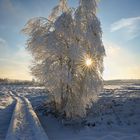 Sonne im Baum