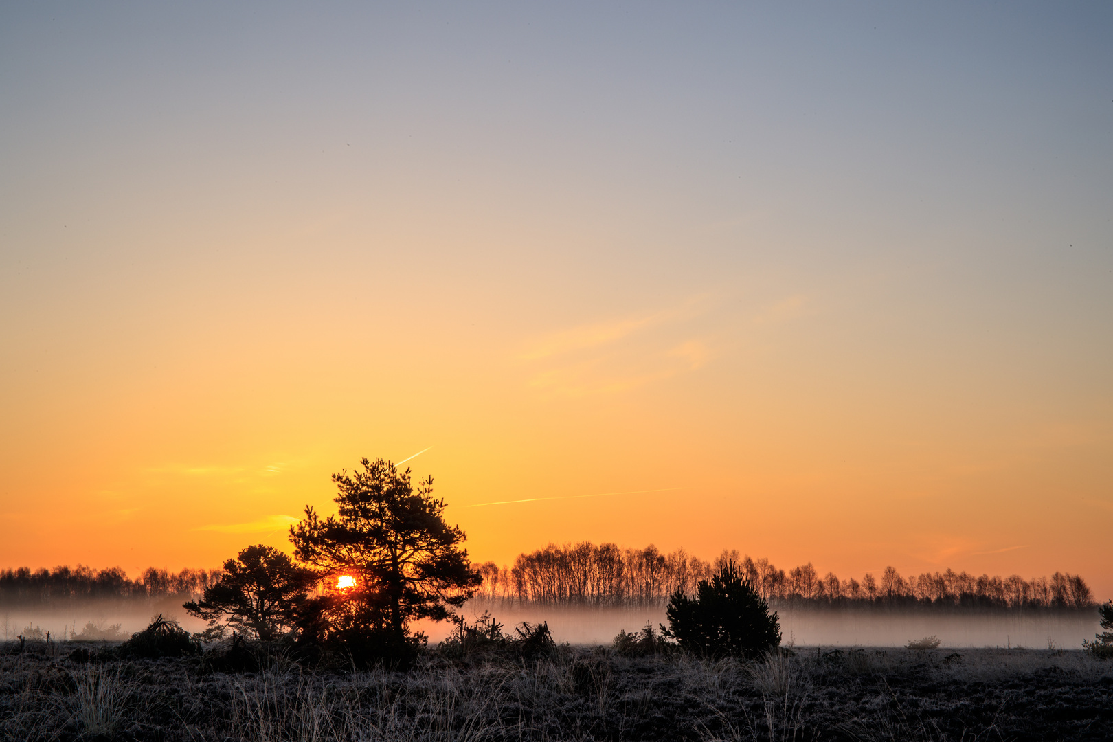 Sonne im Baum  -  Nebel am Boden