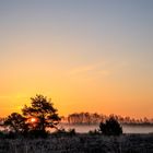 Sonne im Baum  -  Nebel am Boden