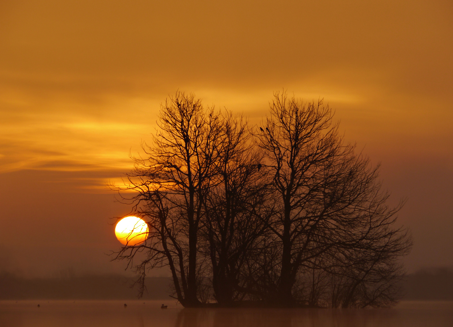 Sonne im Baum verfangen 2