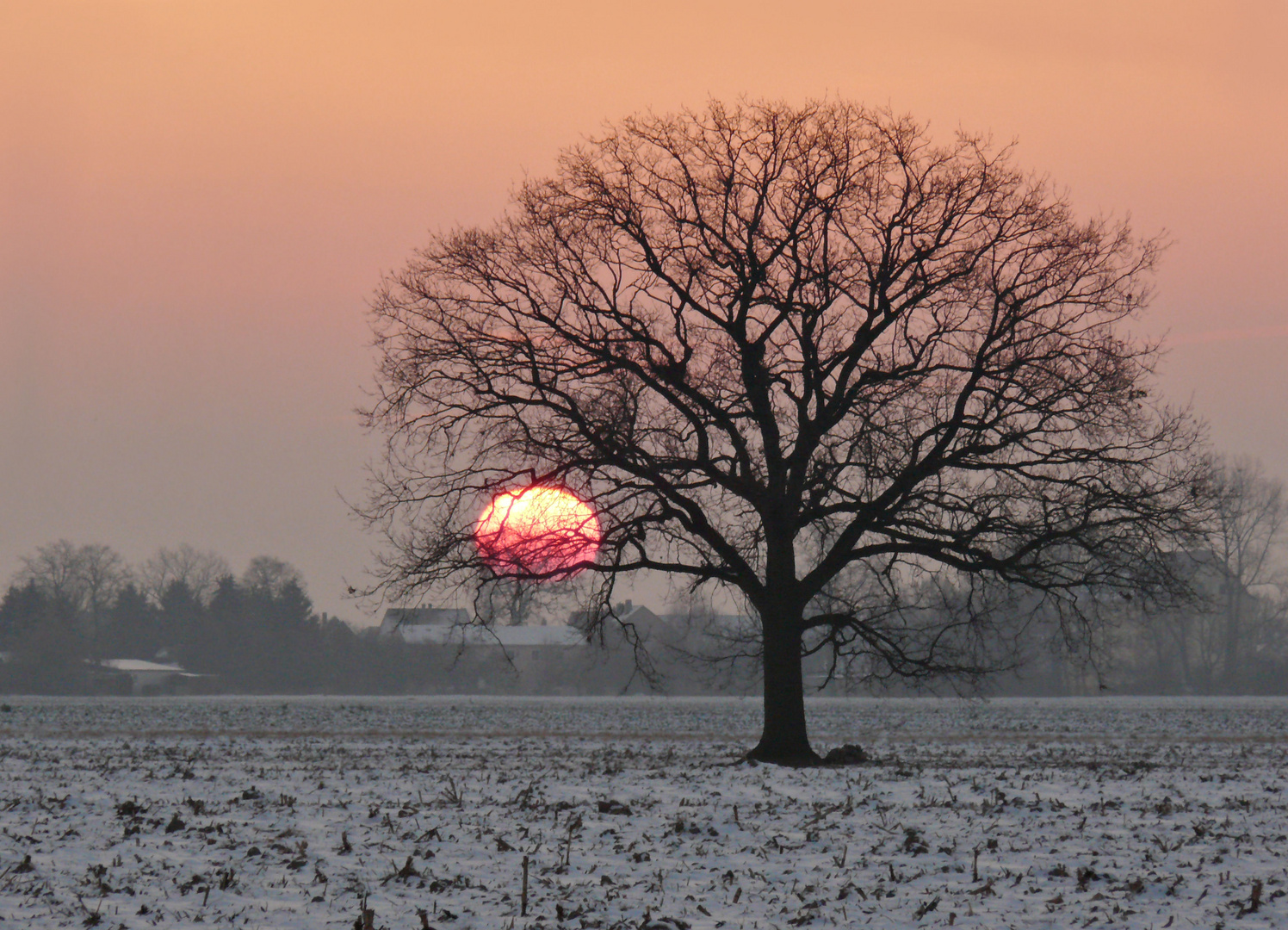 Sonne im Baum verfangen