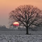 Sonne im Baum verfangen