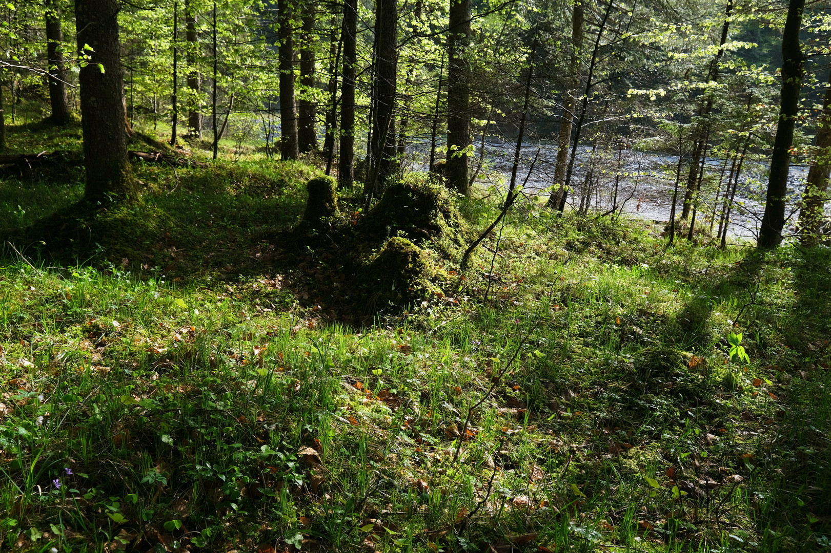 Sonne im Bergwald