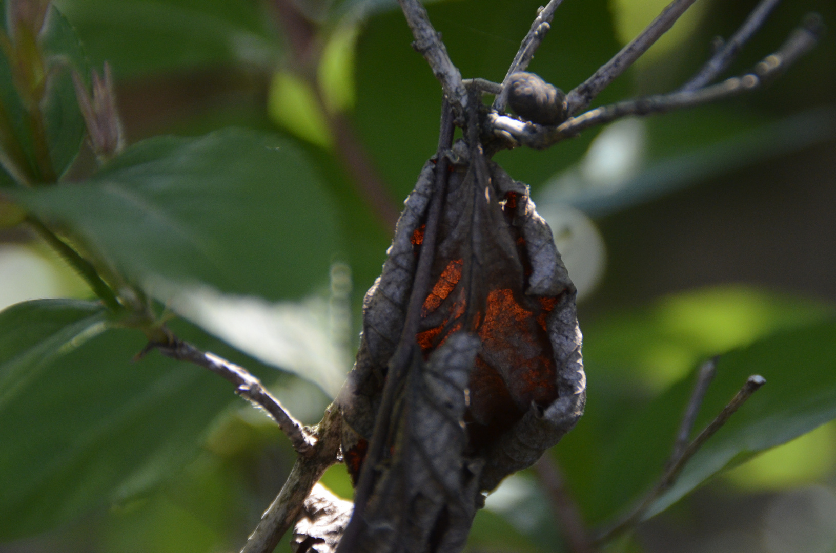 Sonne im Blatt