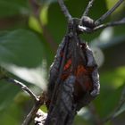 Sonne im Blatt