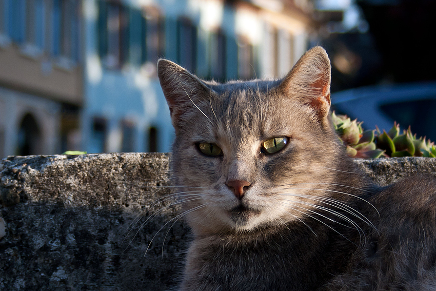 Sonne im Blick