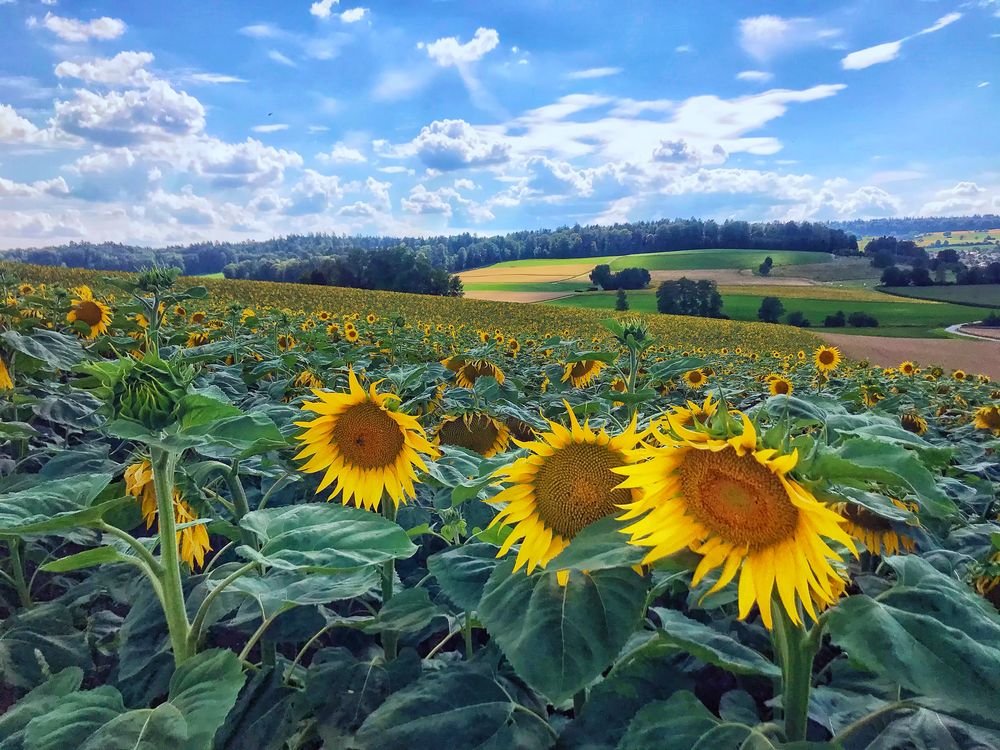 Sonne im Blick