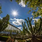 Sonne im Botanischen Garten