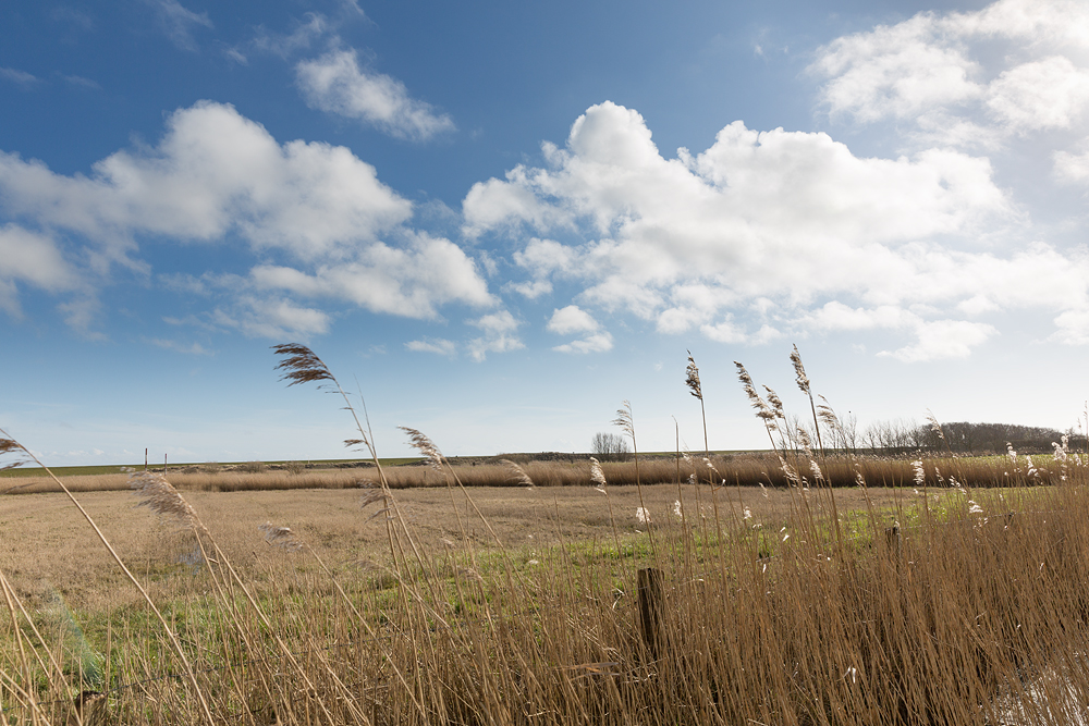 Sonne im Deichvorland