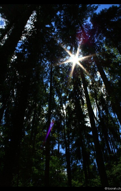 Sonne im düsteren Wald