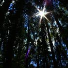 Sonne im düsteren Wald