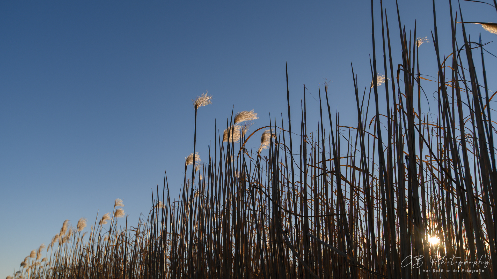 Sonne im Feld