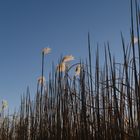 Sonne im Feld