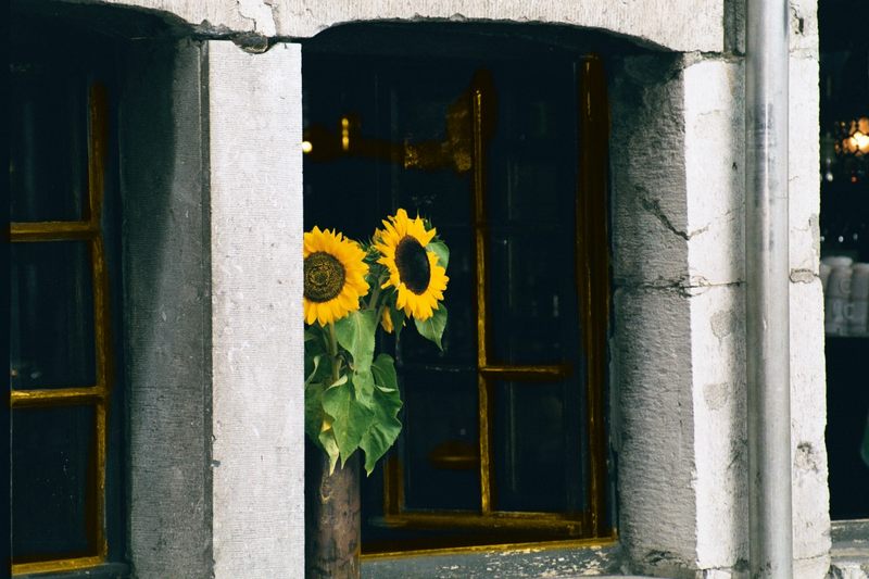 Sonne im Fenster