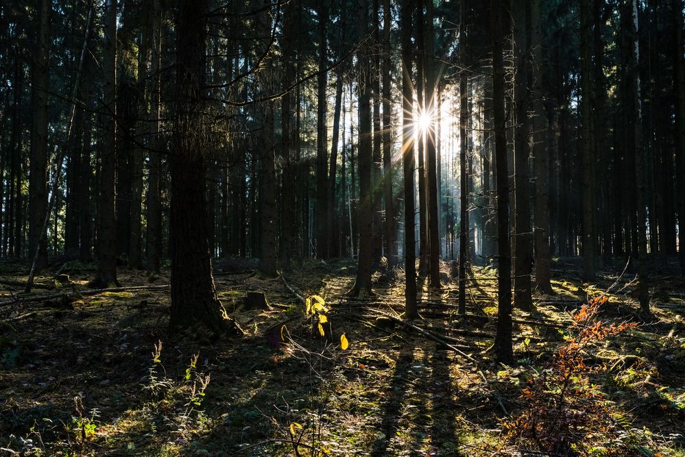 Sonne im Fichtenwald