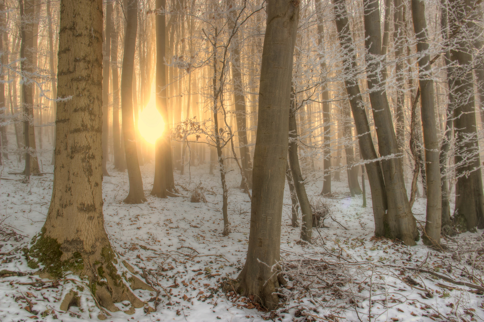 Sonne im frostigen Winterwald