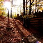 Sonne im Fürst Pückler Park