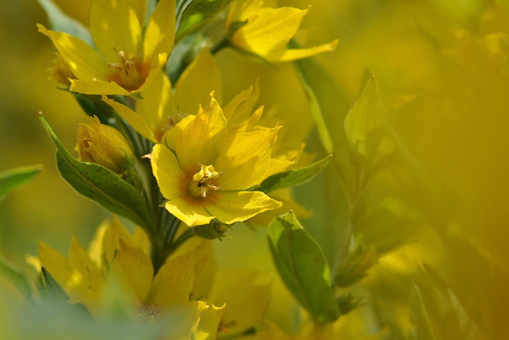 Sonne im Garten....