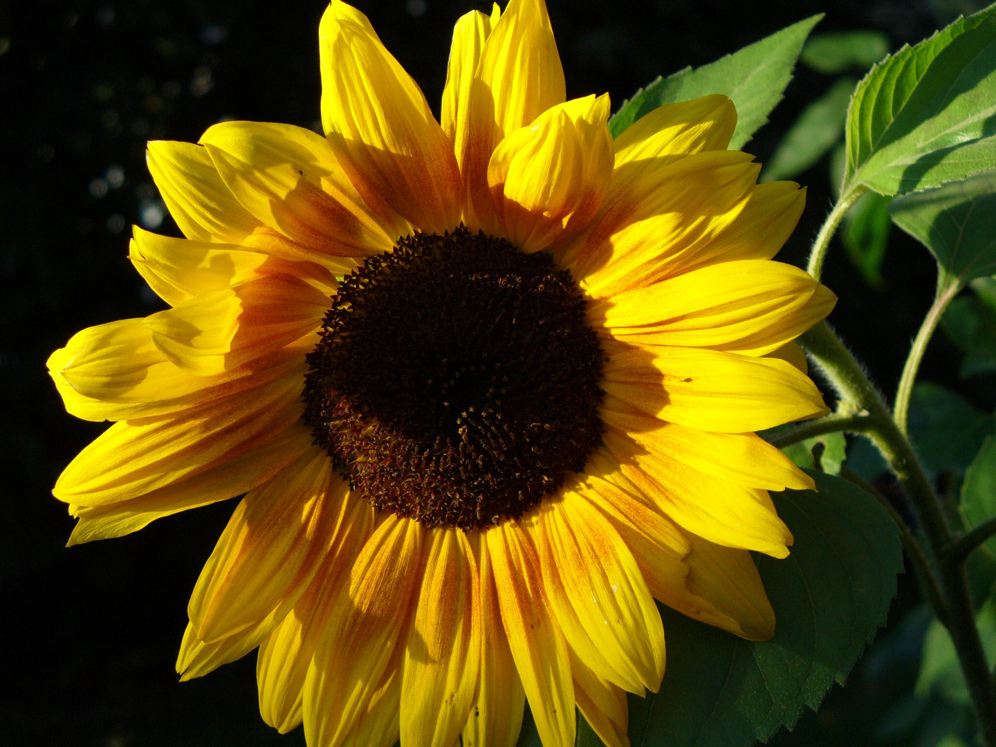 Sonne Im Garten