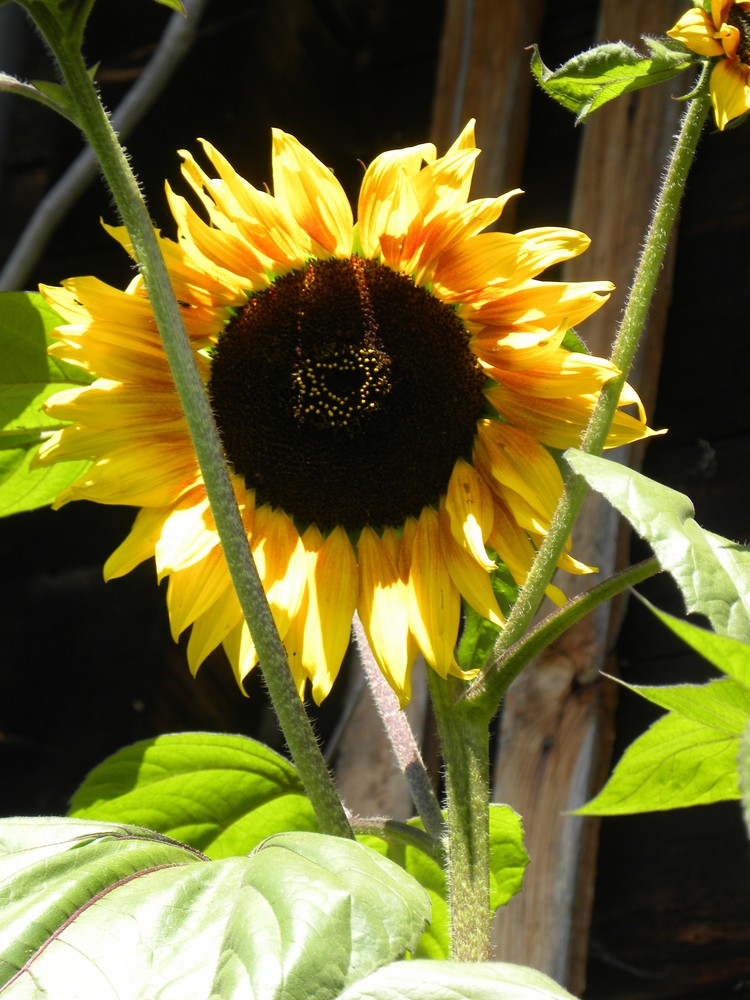 Sonne im Garten