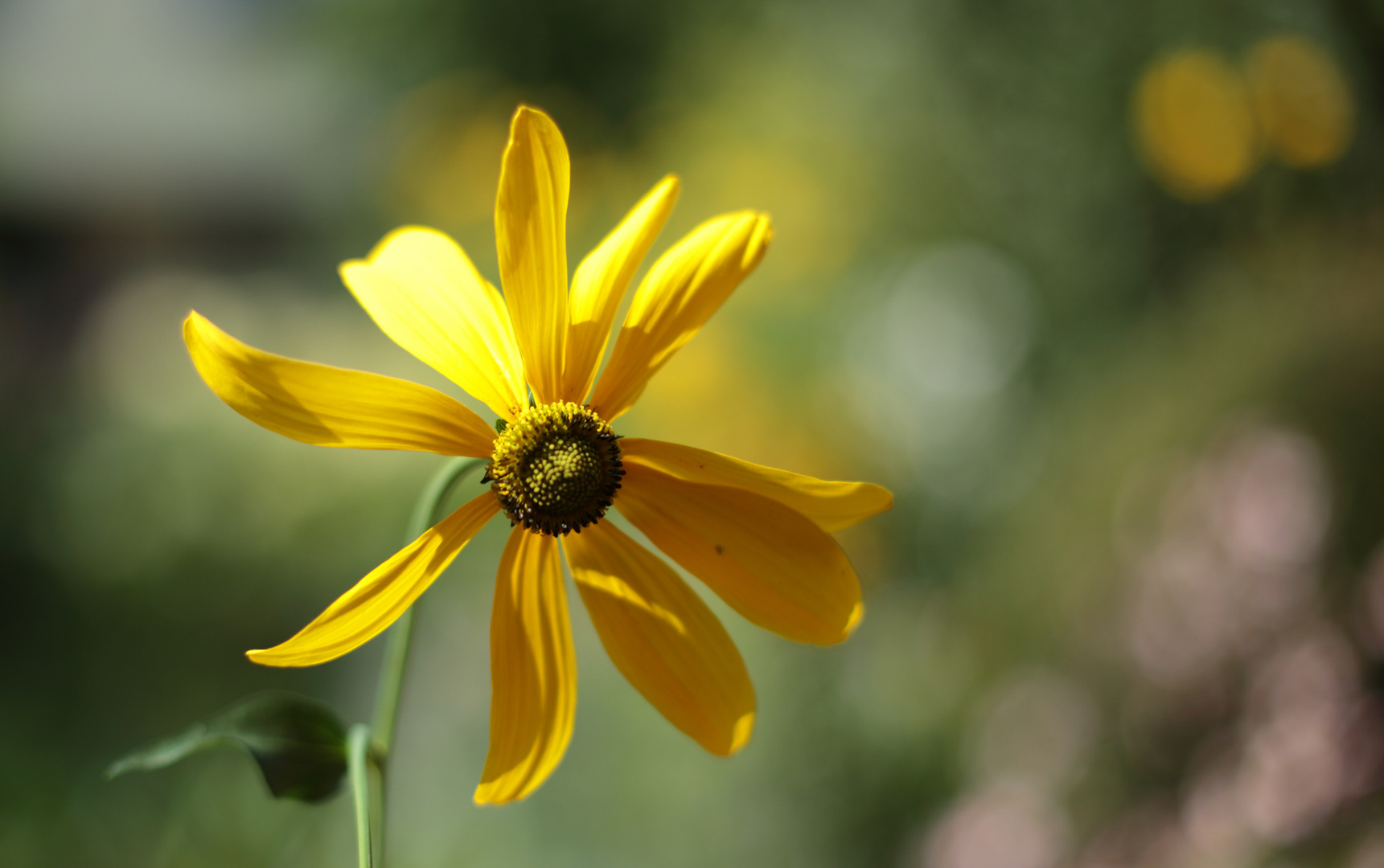 Sonne im Garten